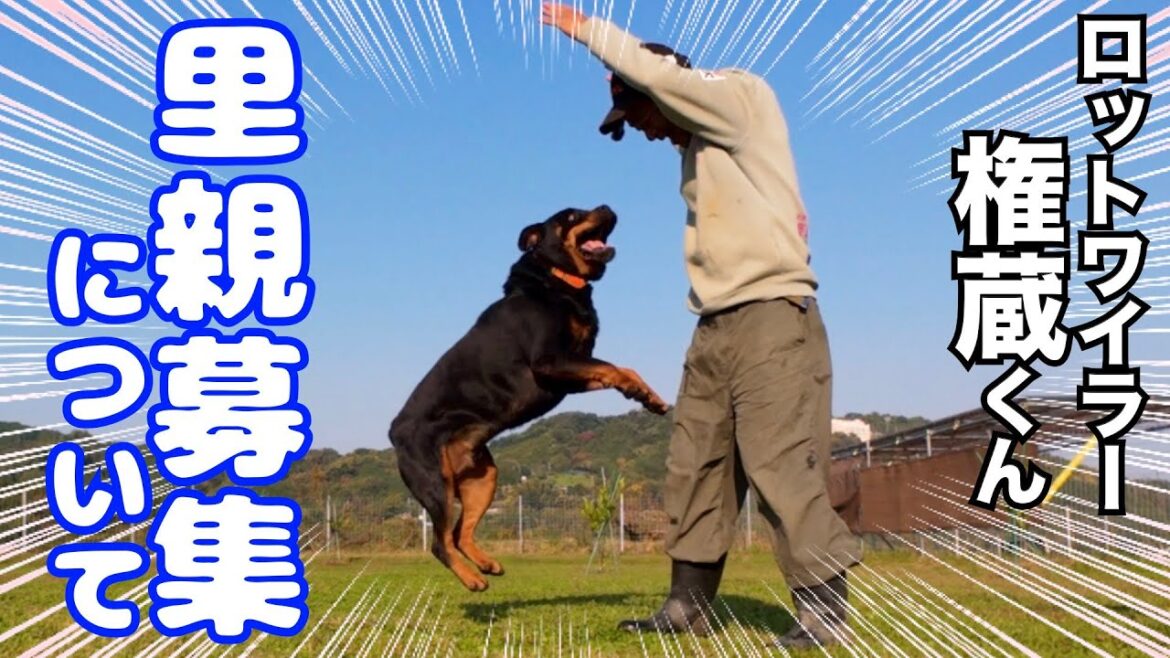 【ロットワイラー】権蔵くん里親希望について