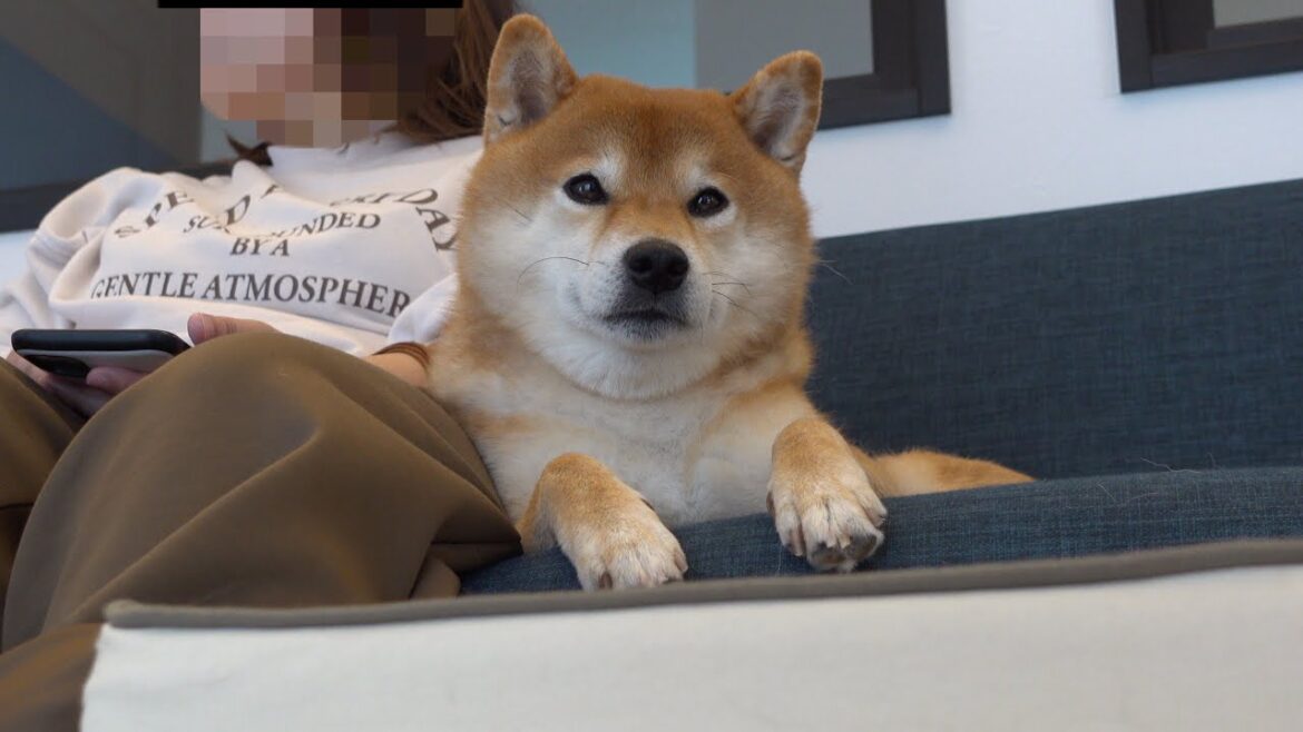 猫の覚醒で大波乱!?その時柴犬はこうなりました。。 猫の覚醒で大波乱!?その時柴犬はこうなりました。。