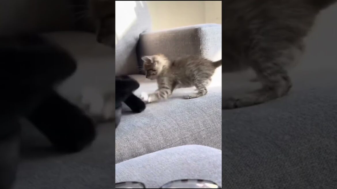 The Funniest Cat Moments #pets #animals #cats #funny The Funniest Cat Moments #pets #animals #cats #funny