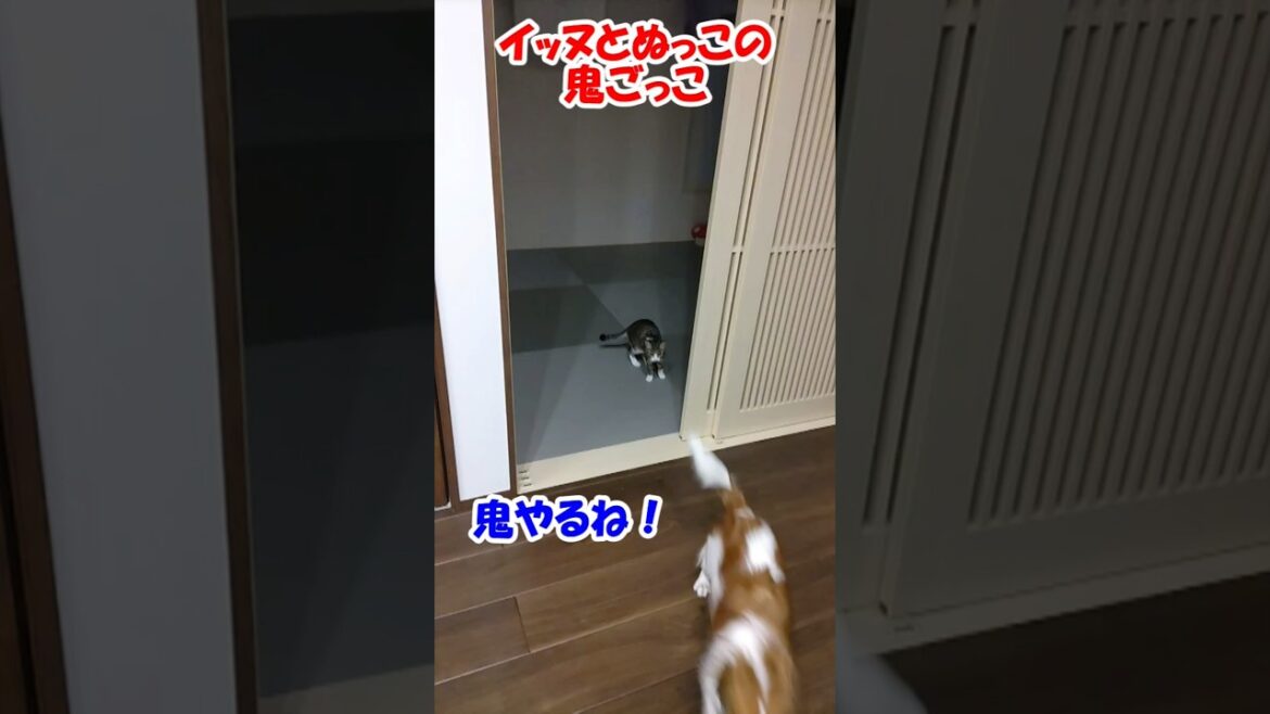 イッヌとぬっこの鬼ごっこ【コーイケルホンディエ】【保護猫】