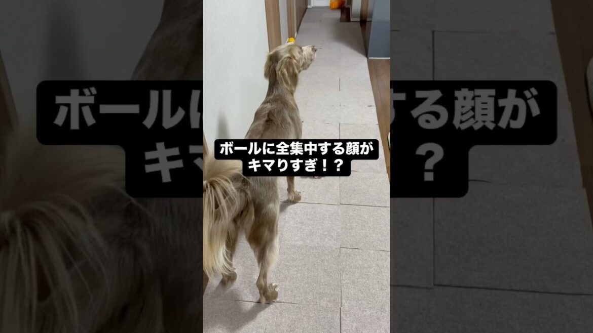 ボールの待ち方が独特すぎる大型犬#大型犬 #犬のいる暮らし #ワイマラナー#ワイマラナーロングヘアード #dog#wiemaraner #shorts #ルルちゃんのルンルンちゃんねる