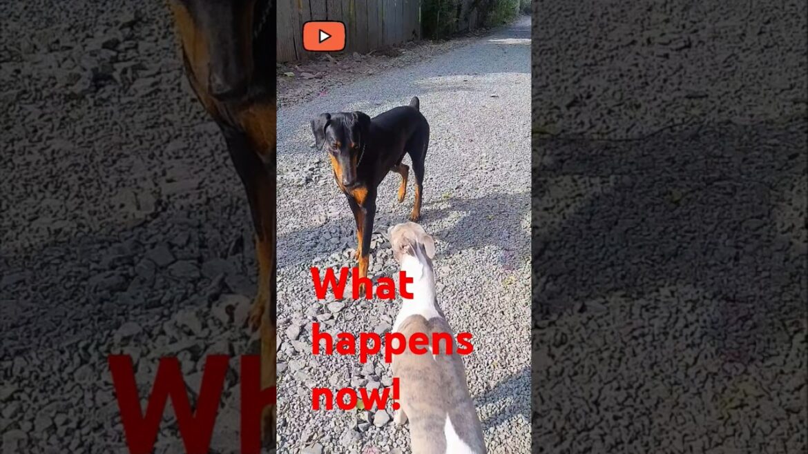 Shocking  Moment!  Dobermann and Whippet Dogs Faceoff! Shocking  Moment!  Dobermann and Whippet Dogs Faceoff!