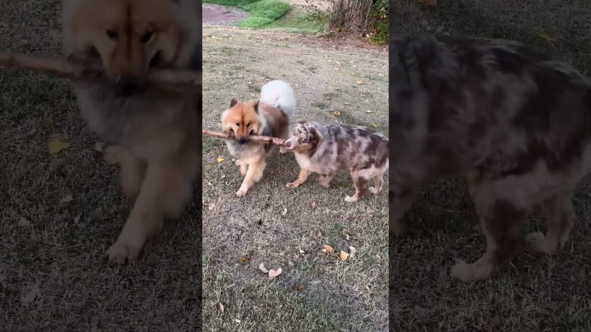 Puppy Stick Wars (Who will win?) #eurasier #dog