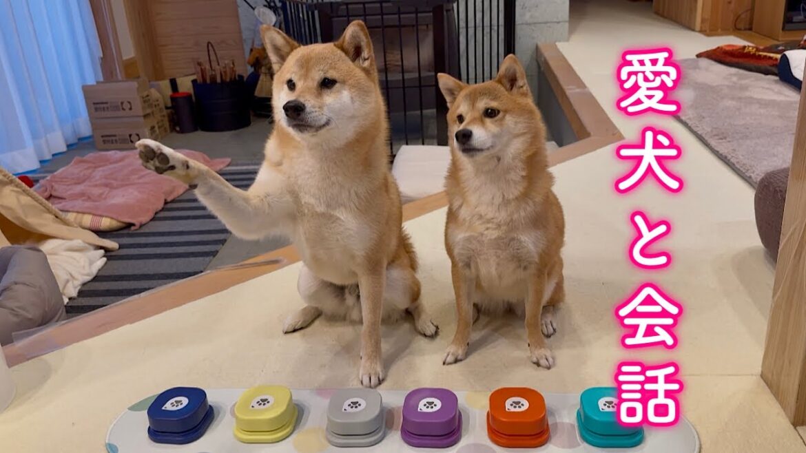 愛犬と会話できるという噂のボタンを使ってみたら… 愛犬と会話できるという噂のボタンを使ってみたら…