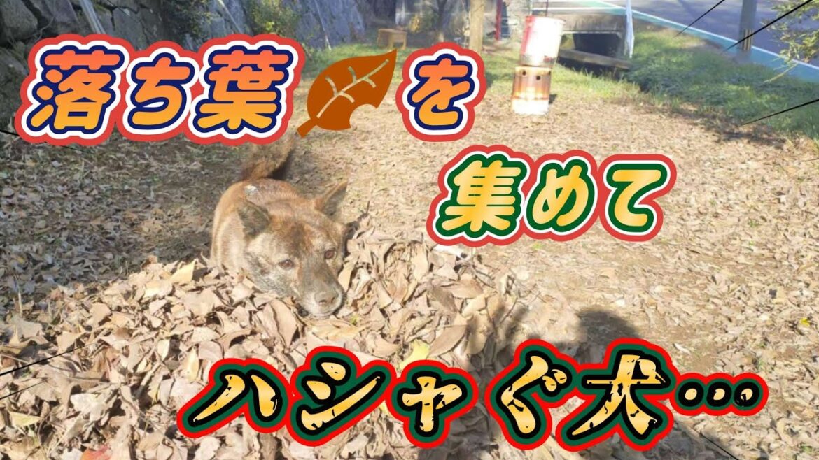 【甲斐犬 mix ハル】ドッグランで、落ち葉を集めて遊んでみました！