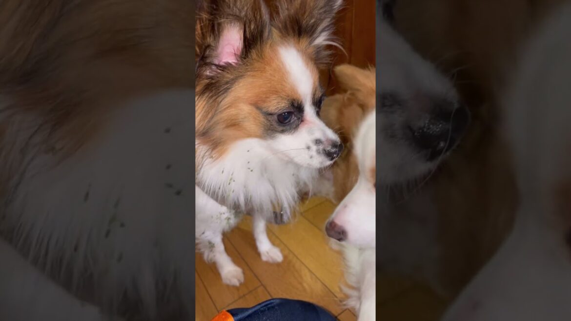 草にダイブしてひっつき虫を身に纏うパピヨン#shorts #dog #パピヨン