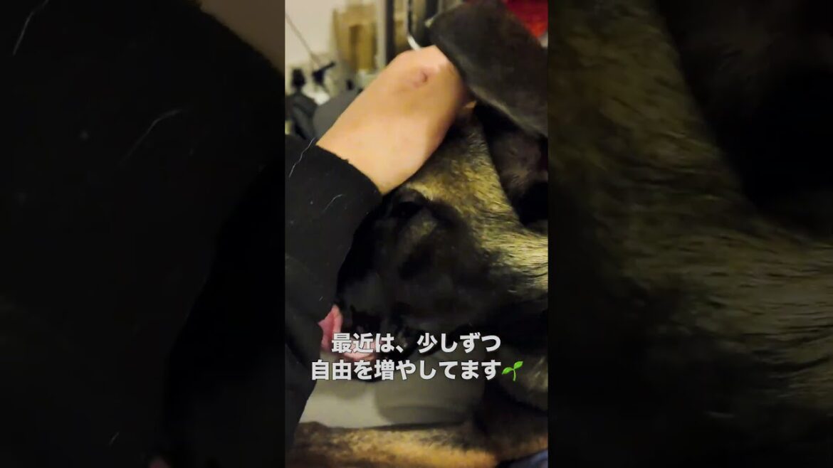 【マリノア飼育Tips3選💡】1.自由を与えすぎない 2.与える時は様子を見ながら少しずつ 3.短時間から始めましょう #マリノア #シェパード #飼い方 #malinois #puppy 【マリノア飼育Tips3選💡】1.自由を与えすぎない 2.与える時は様子を見ながら少しずつ 3.短時間から始めましょう #マリノア #シェパード #飼い方 #malinois #puppy