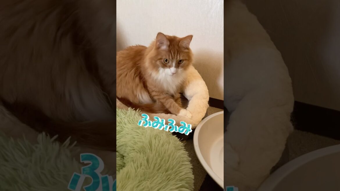 寝床を整える猫 #shorts  #メインクーン　#catshorts