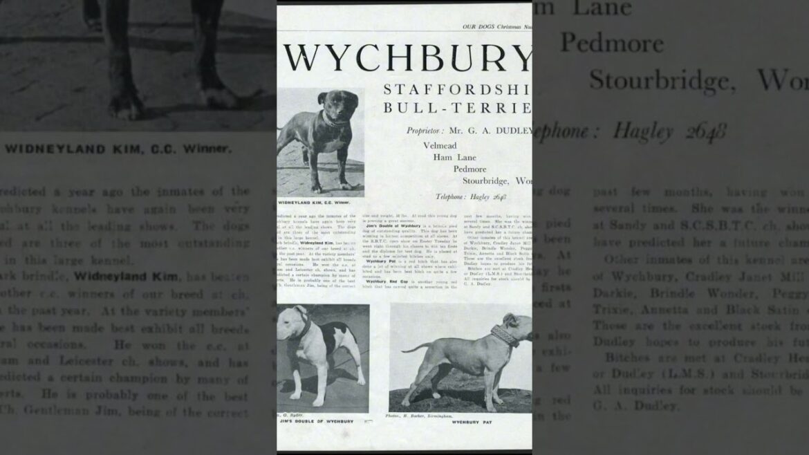 Staffordshire Bull Terrier History pt. 2 #staffy #staffie #bulldog #staffordshirebullterrier