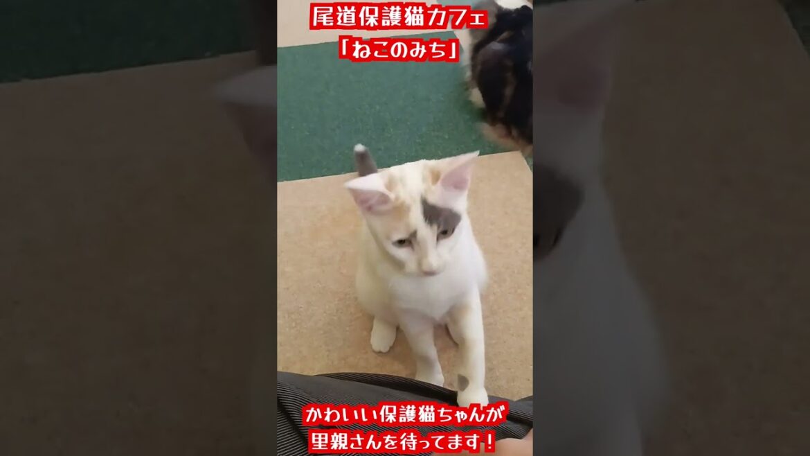 尾道保護猫カフェ「ねこのみち」のカワイイネコちゃんたちです。