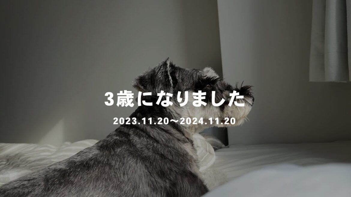 【ミニチュアシュナウザー】2-3歳までの成長記録