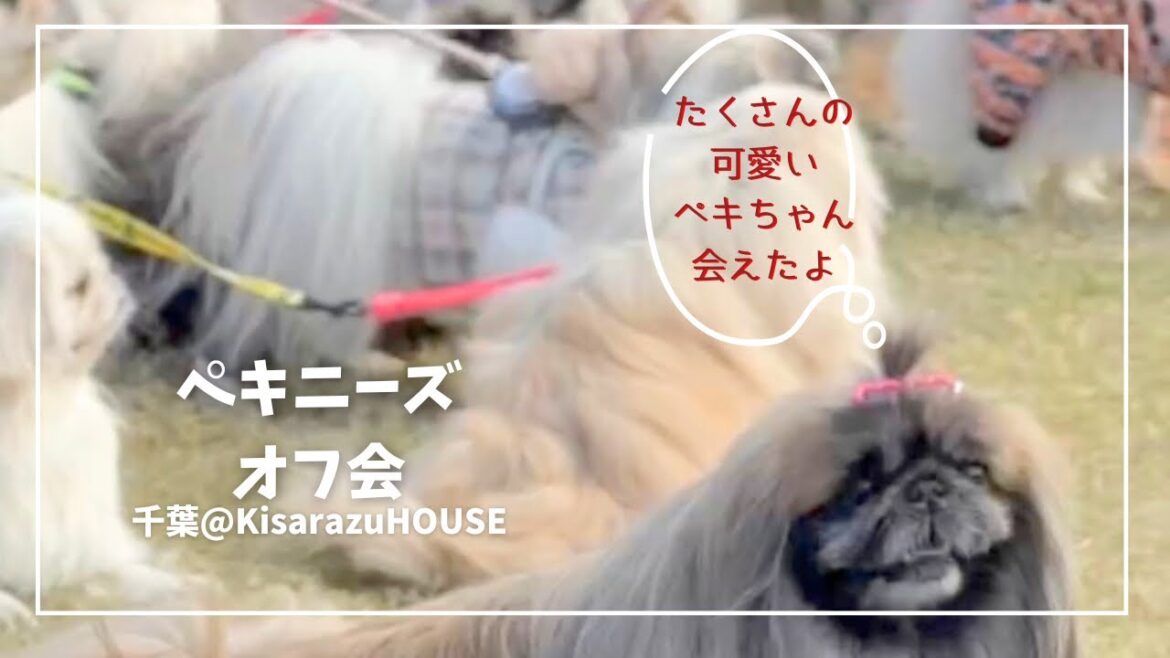 【ペキニーズオフ会】KisarazuHOUSEでペキペキペキ🦁🐻‍❄️🐶