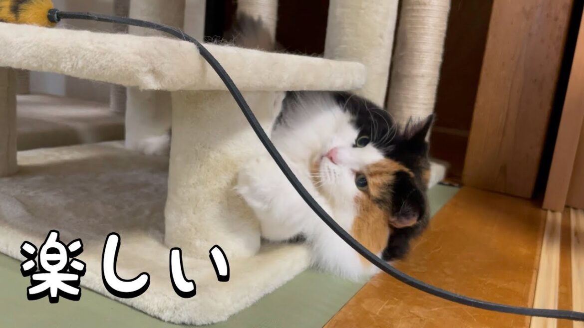 おもちゃに夢中な猫が可愛い【ノルウェージャンフォレストキャット】 おもちゃに夢中な猫が可愛い【ノルウェージャンフォレストキャット】