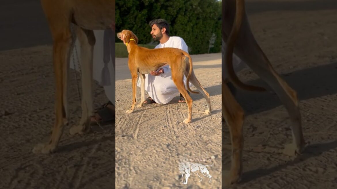 Patrol +jatrofa arabic saluki racing jum.kennels #doglover