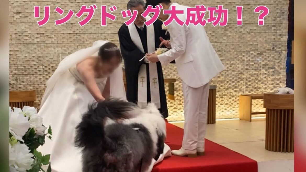 リングドッグ💍ウエディングドッグ💐オールドイングリッシュシープドッグ ringdog weddingdog