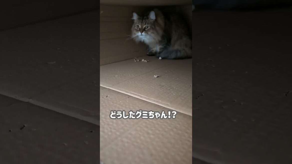 2日目の段ボールと猫。＃Shorts