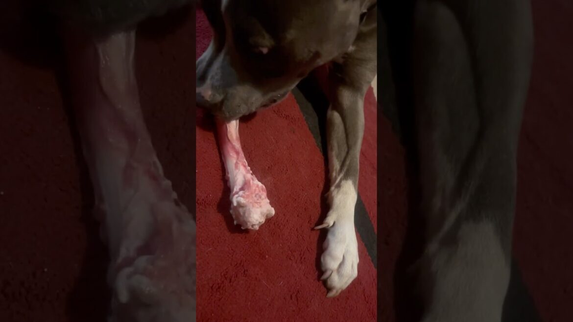 BONE 🦴 BLUE STAFFY DOG BONE 🦴 BLUE STAFFY DOG