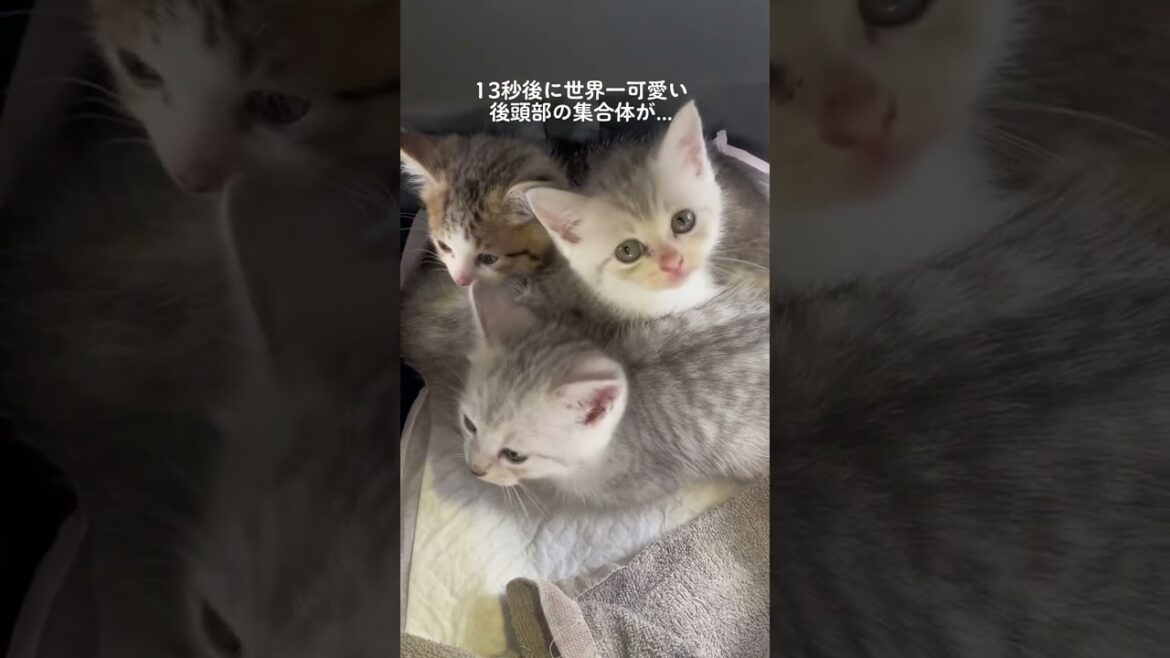 ペルシャ猫の赤ちゃんたちの後頭部がかわいすぎた...