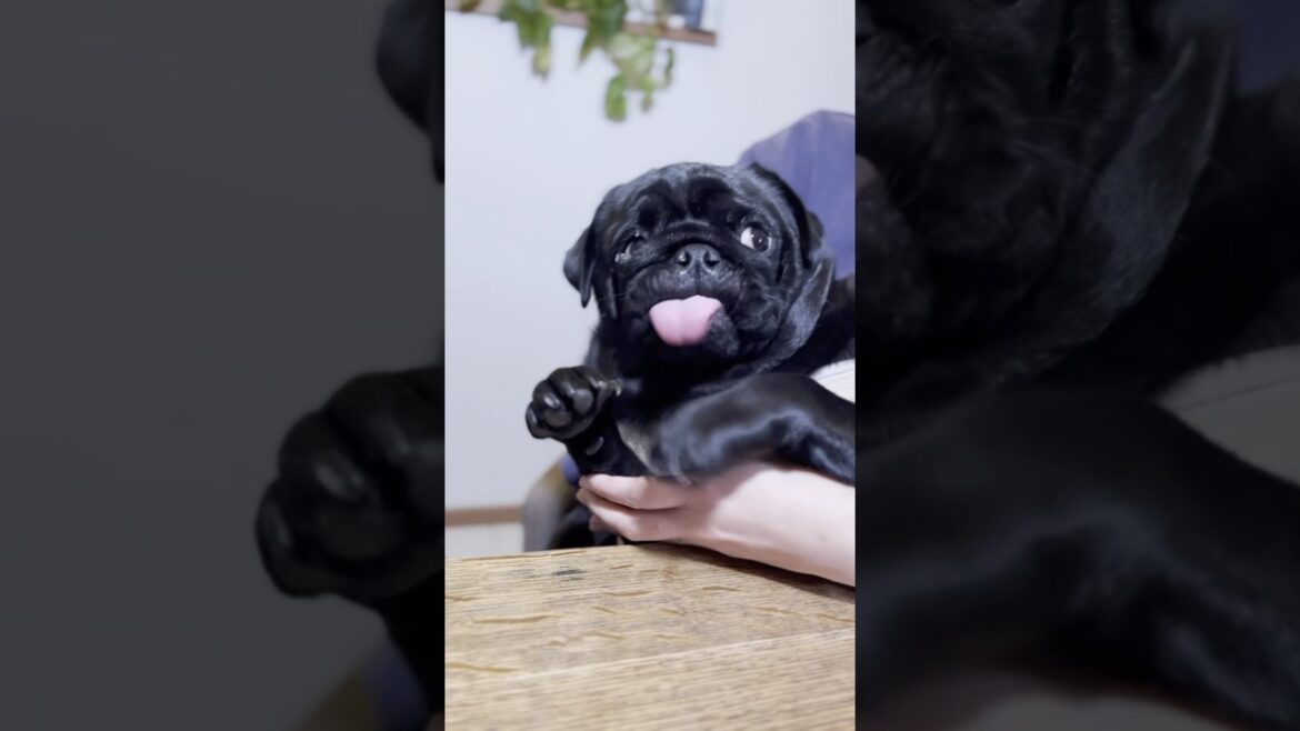 【パグ】たまに前世はネコだったんじゃないかと思います [Pug]Sometimes I wonder if Choco's previous life was a cat. #shorts