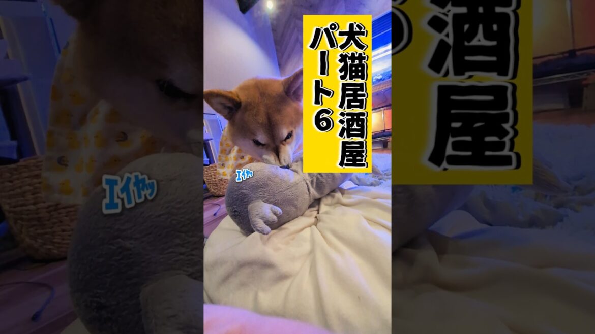 ヤンニョムハシビロコウ2 #柴犬スティーブ