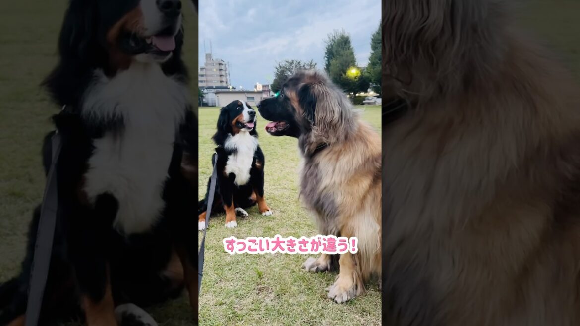 大きなお友達♪バーニーズとレオンベルガーの再会🐾