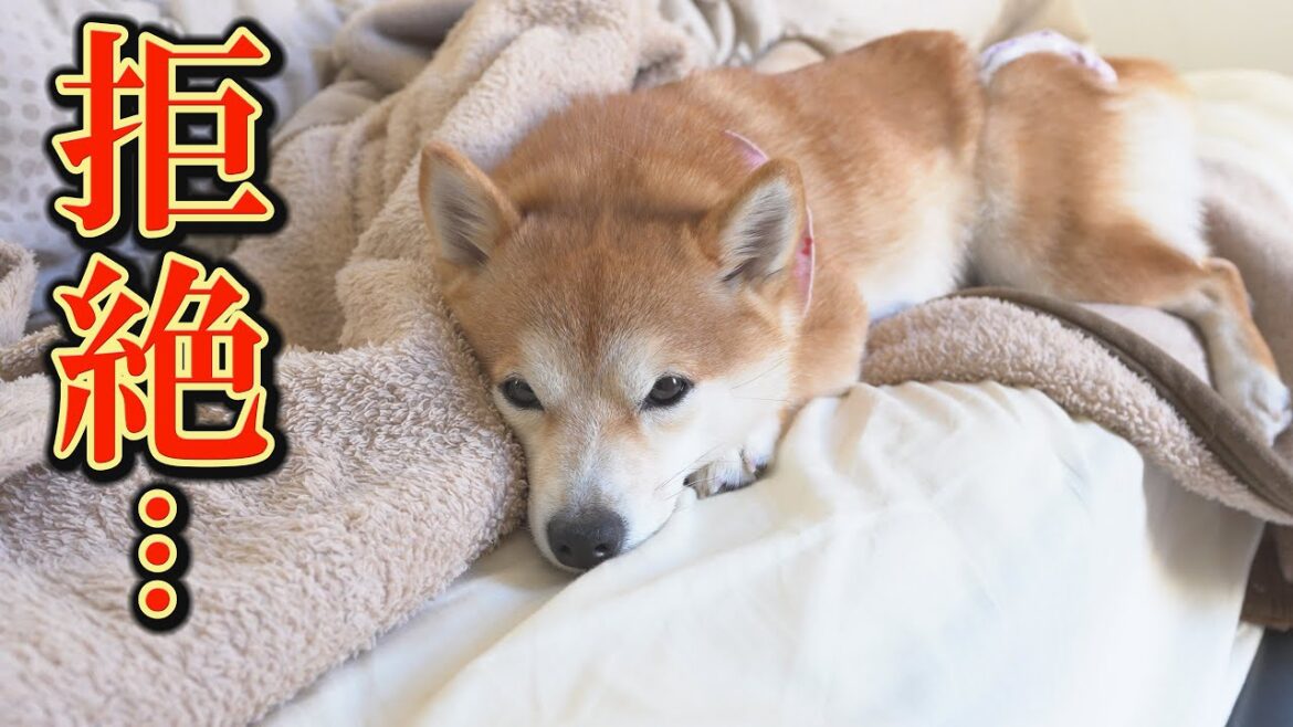 ヒート中の柴犬に身体の変化が見られ、友好的だった兄柴犬を拒絶するようになりました。