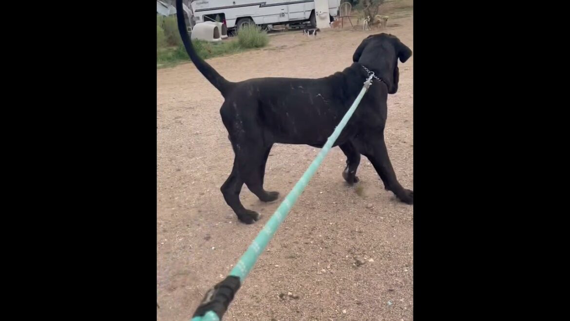 Giant Neapolitan Mastiff Puppy