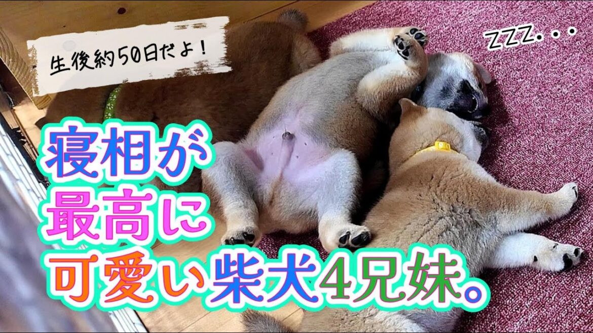 寝相が面白くて目が離せない柴犬の子供たちの日常。#柴犬 #子犬 #dog #shibainu 寝相が面白くて目が離せない柴犬の子供たちの日常。#柴犬 #子犬 #dog #shibainu