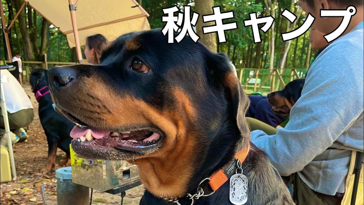 超デカい犬連れでも絶対楽しめるキャンプ場に行ってきた【ロットワイラー】