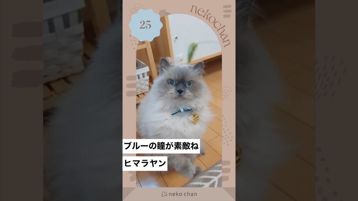 「ヒマラヤンを知ってるかい？」 #nekochan #猫 #ねこ #ねこのいる暮らし #ねこ部 #ilovemycat #catlover #ヒマラヤン