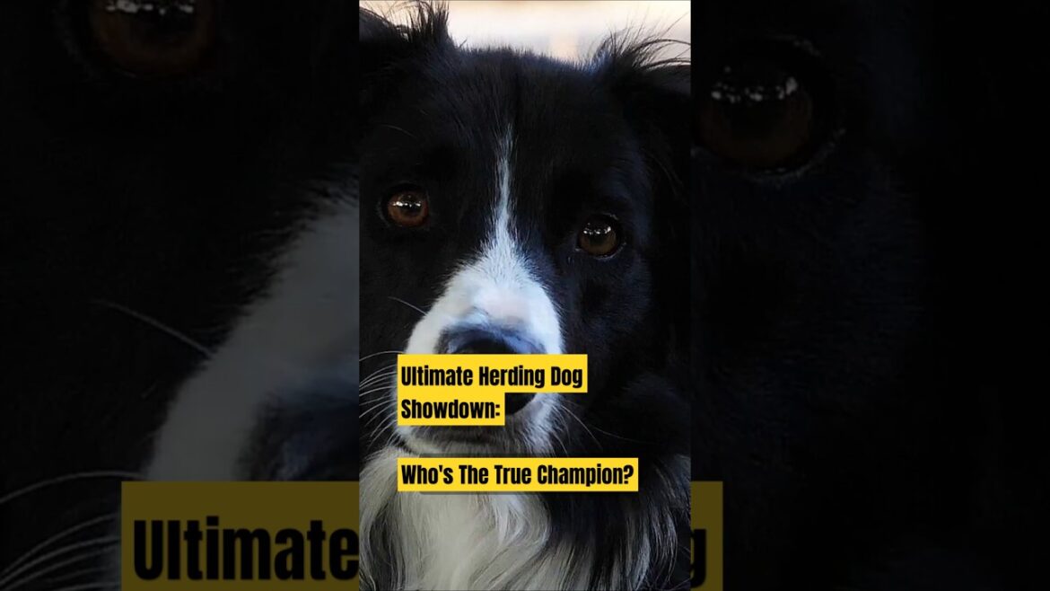 Do You Believe the Border Collie Is Smarter Than A Aussies and Cattle Dogs?