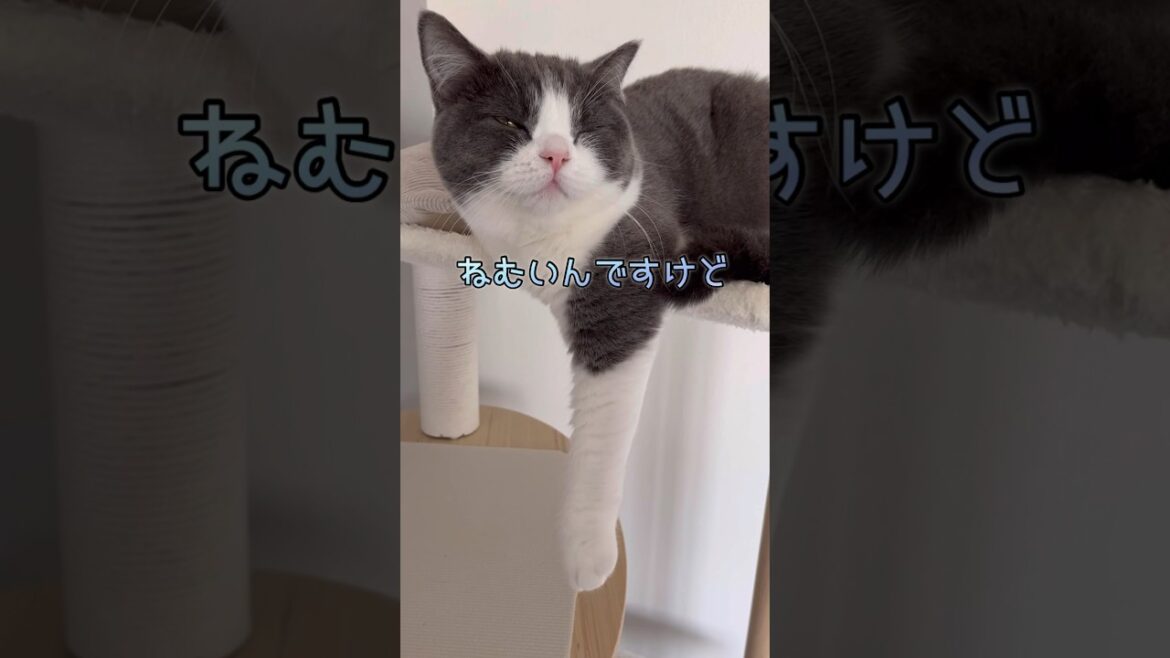 【今日のニャンご飯160】 #タッチ猫 #ブリティッシュショートヘア #cat #ハチワレ