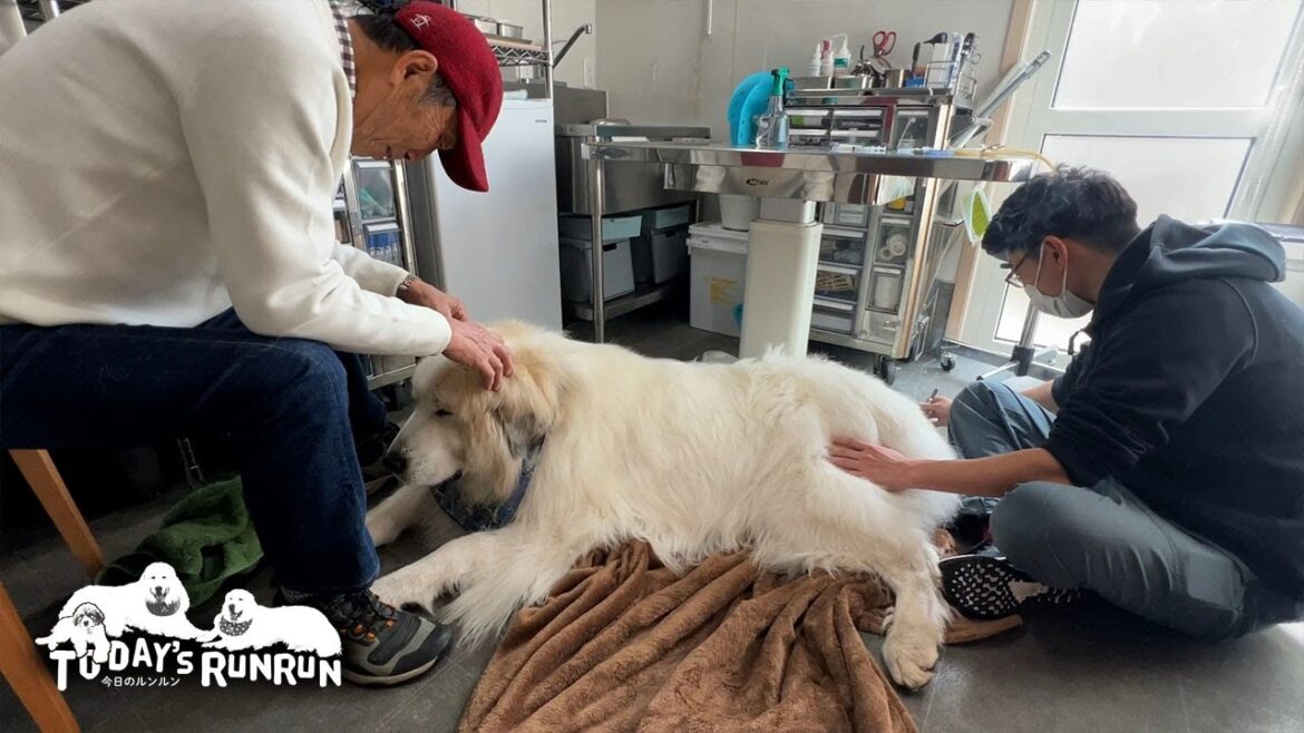 月に1回の鍼灸治療で体のメンテナンスをしたアランです　Great Pyrenees　グレートピレニーズ