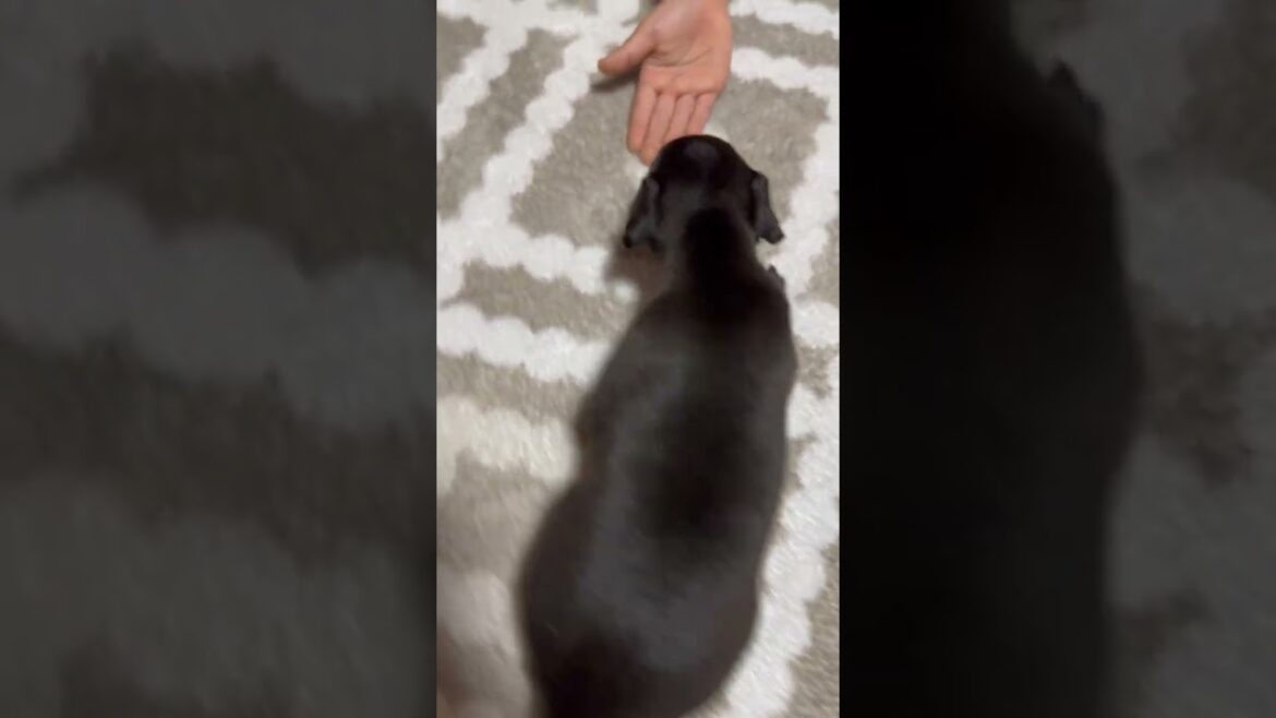 イタリアングレーハウンド シール&ホワイトのイケメンボーイ♡ イタリアングレーハウンド シール&ホワイトのイケメンボーイ♡