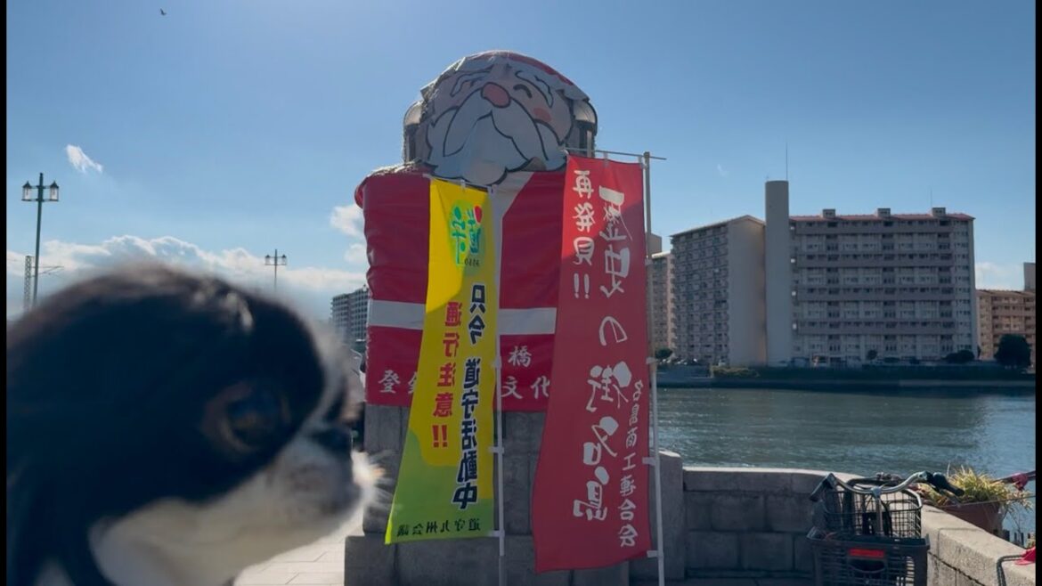 狆犬千鶴姫「2024年福岡国際マラソン」