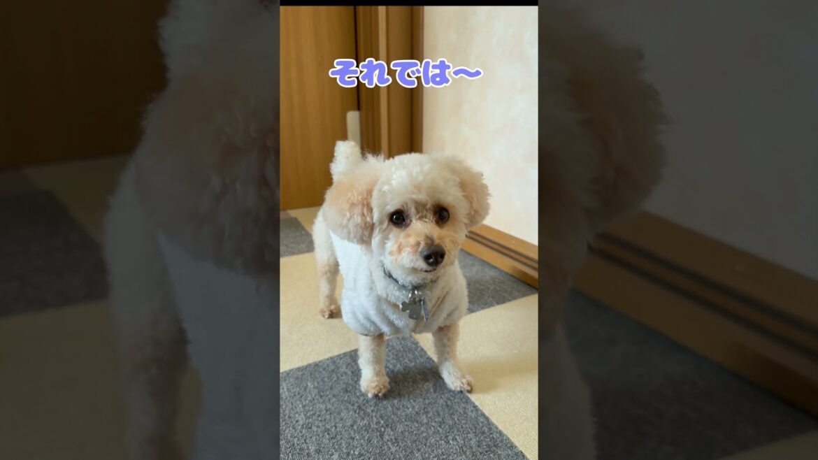 愛犬に問題を出してみた #トイプードル