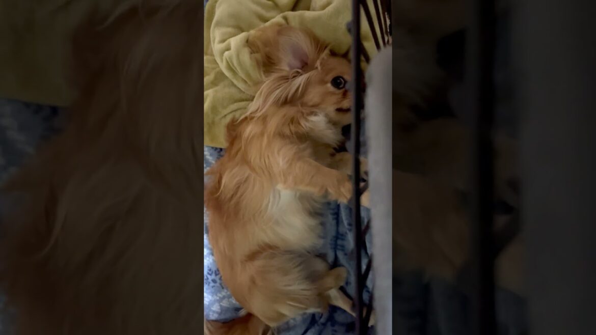 痒いところをかいてもらうと毎回足が動いちゃうマーヤ【ペキポメ】  #犬  #ポメぺキ  #痒いところに手が届く #dog  #癒し #ペキニーズ  #ポメラニアン  #ミックス犬 #かゆい