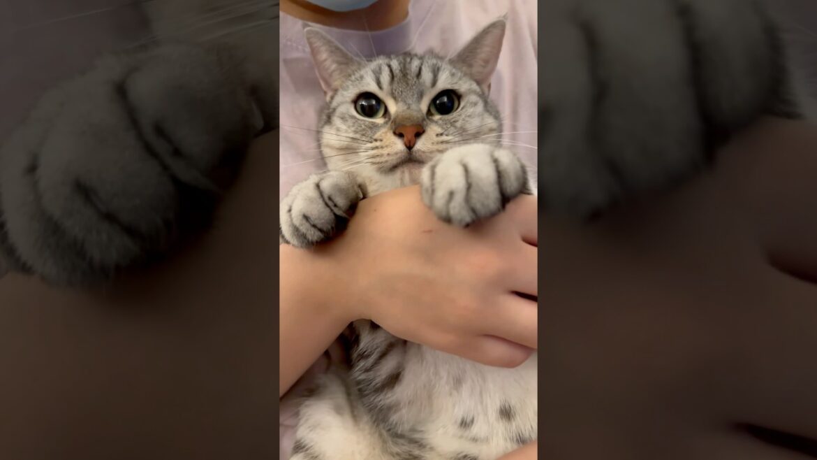 【猫動画】ウェディング爪切りする猫が可愛すぎる #shorts 【猫動画】ウェディング爪切りする猫が可愛すぎる #shorts