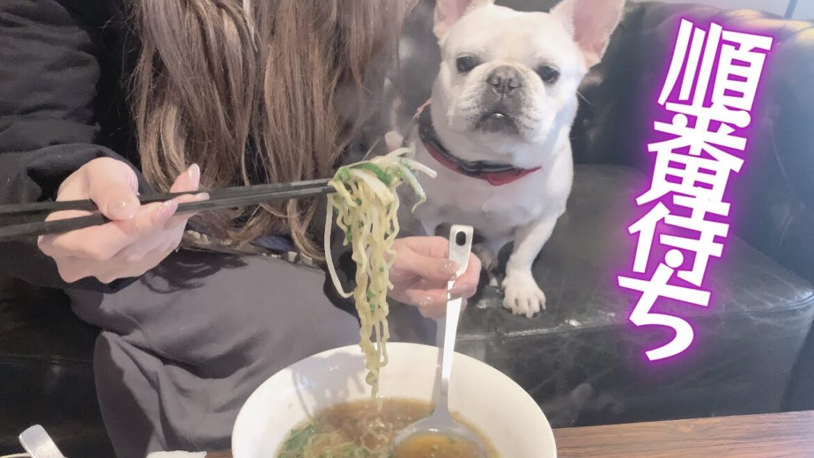 次のひと口を貰えると信じて待っている愛犬が可愛すぎたw【フレンチブルドッグ frenchbulldog】 次のひと口を貰えると信じて待っている愛犬が可愛すぎたw【フレンチブルドッグ frenchbulldog】