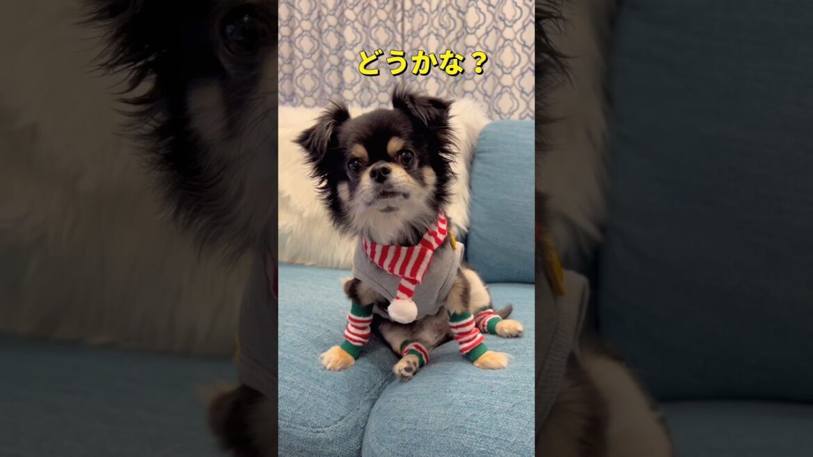 100均の小型犬用クリスマスグッズ🐶✨#チワワ #柴犬 #shorts