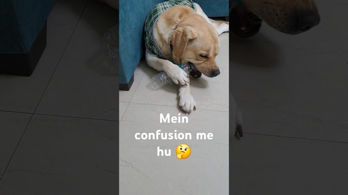 Bottle ka cap kaise open karu 🤔 #shorts#ytshorts#cute#dog#labradorretreiver#funny#doglover#trending