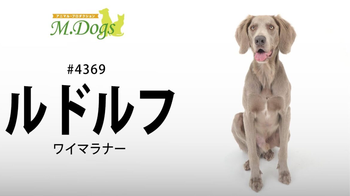 ペットモデル#4369 ワイマラナー「ルドルフ」