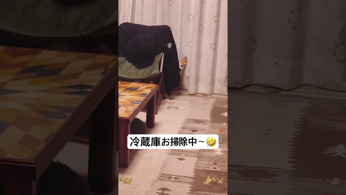 【家政婦は見た？】#shorts #dog #コーギー #corgi #animals