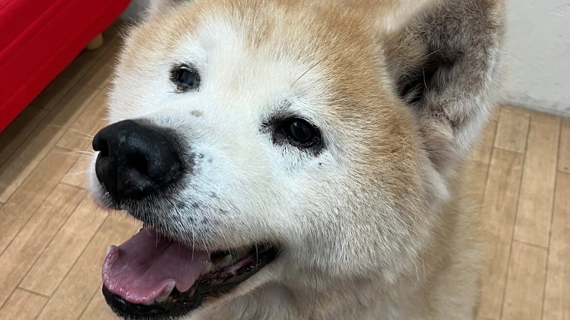 秋田犬ライブ配信【ゴン】2024.12.3