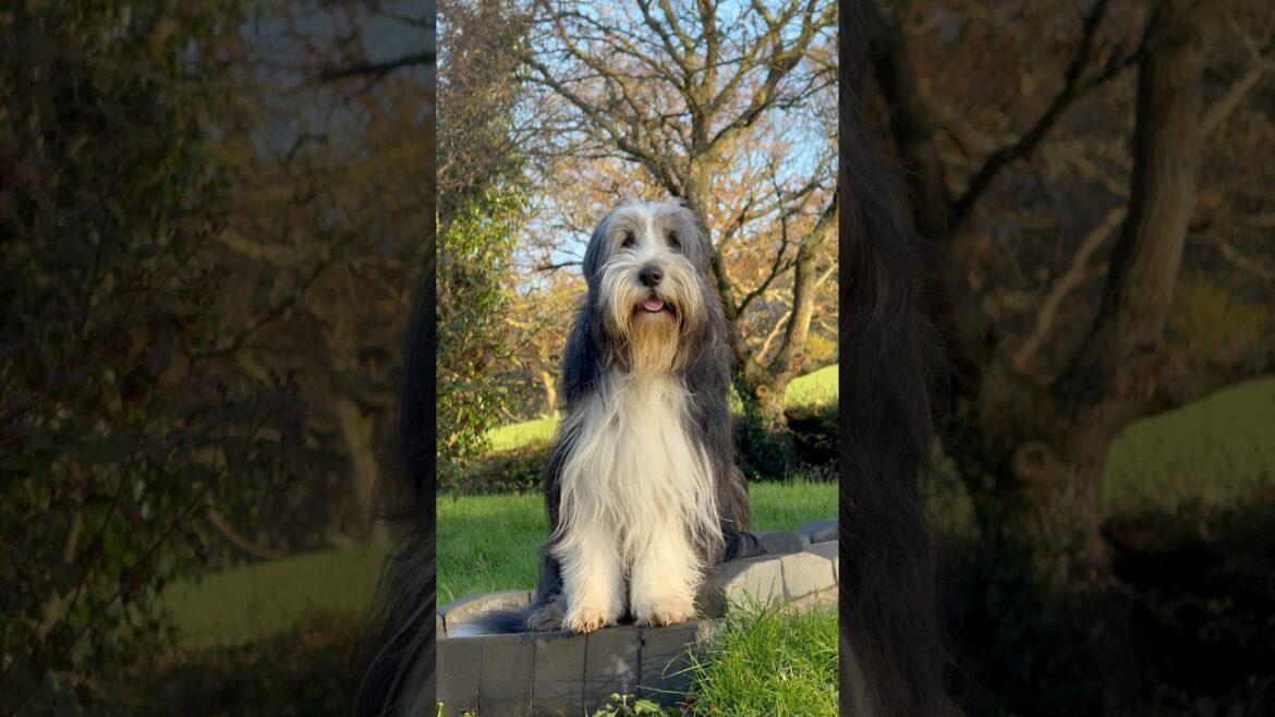 Calmly taking in the world around him!🥰  #beardedcollie #happydoglife #cutedog #shorts
