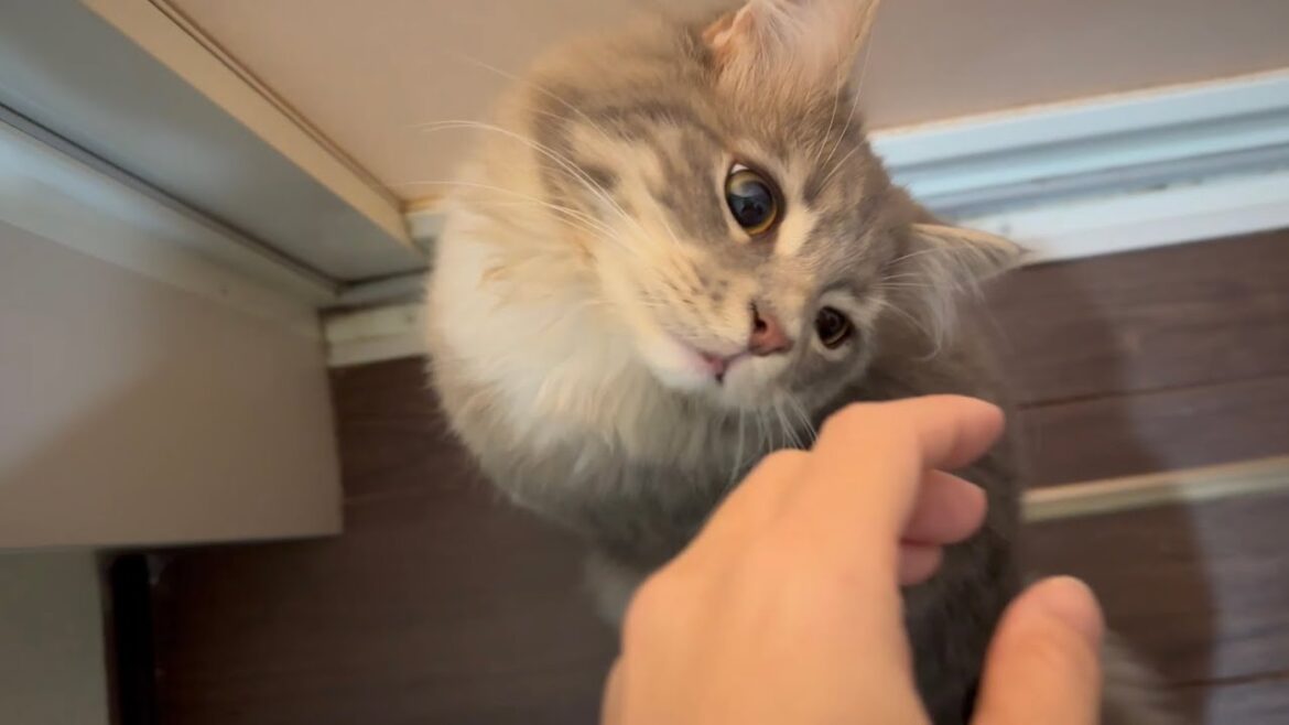 浴室に入りたい猫　サイベリアンA cat that wants to take a bath. Siberian