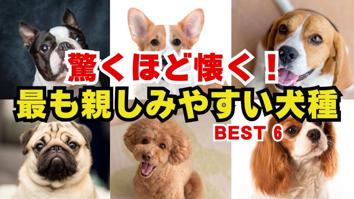 【愛犬家必見！】懐きやすい犬種Best 6：特徴と性格を徹底解説！