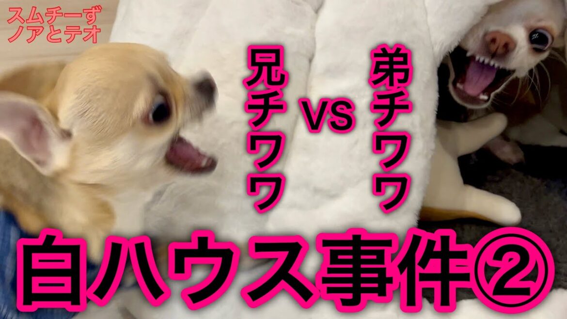 はじめての激しいケンカ💢白ハウス事件vol.②【多頭飼いスムチーず】