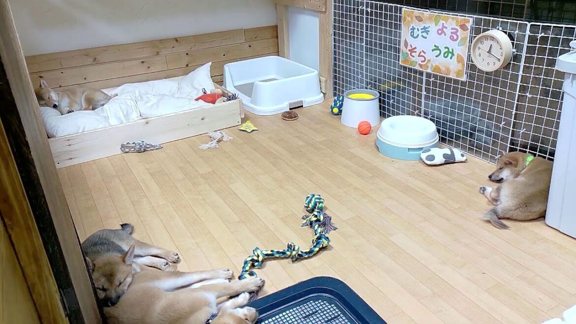 柴犬なつ！子育て生配信【生後84日】予想だにしないイタズラに毎日ハラハラな子犬たちの日常。
