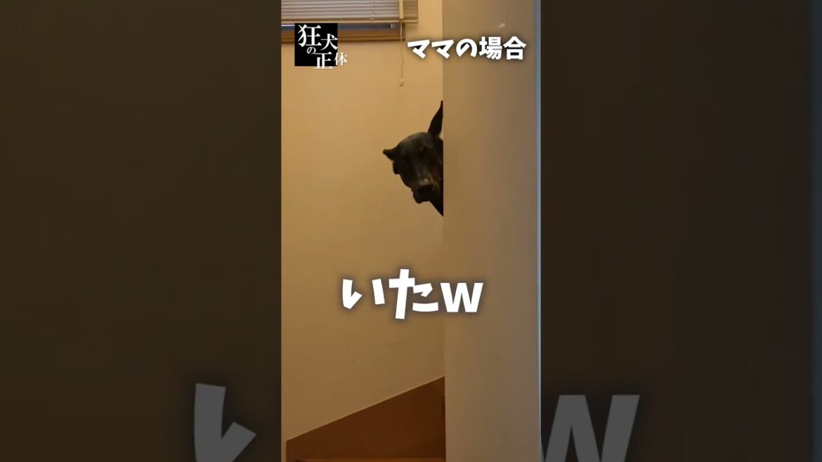 【TikTok700万回再生突破】飼い主ひとりで散歩に行くドッキリをドーベルマンにしてみた結果 #ドーベルマン #ひょっこりはん #大型犬